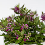 Evergreen Shrub - 3 Pcs. - Hebe All Blooms 'samona' - Height 30-35cm - ⌀13cm | Set of 3 | Pink