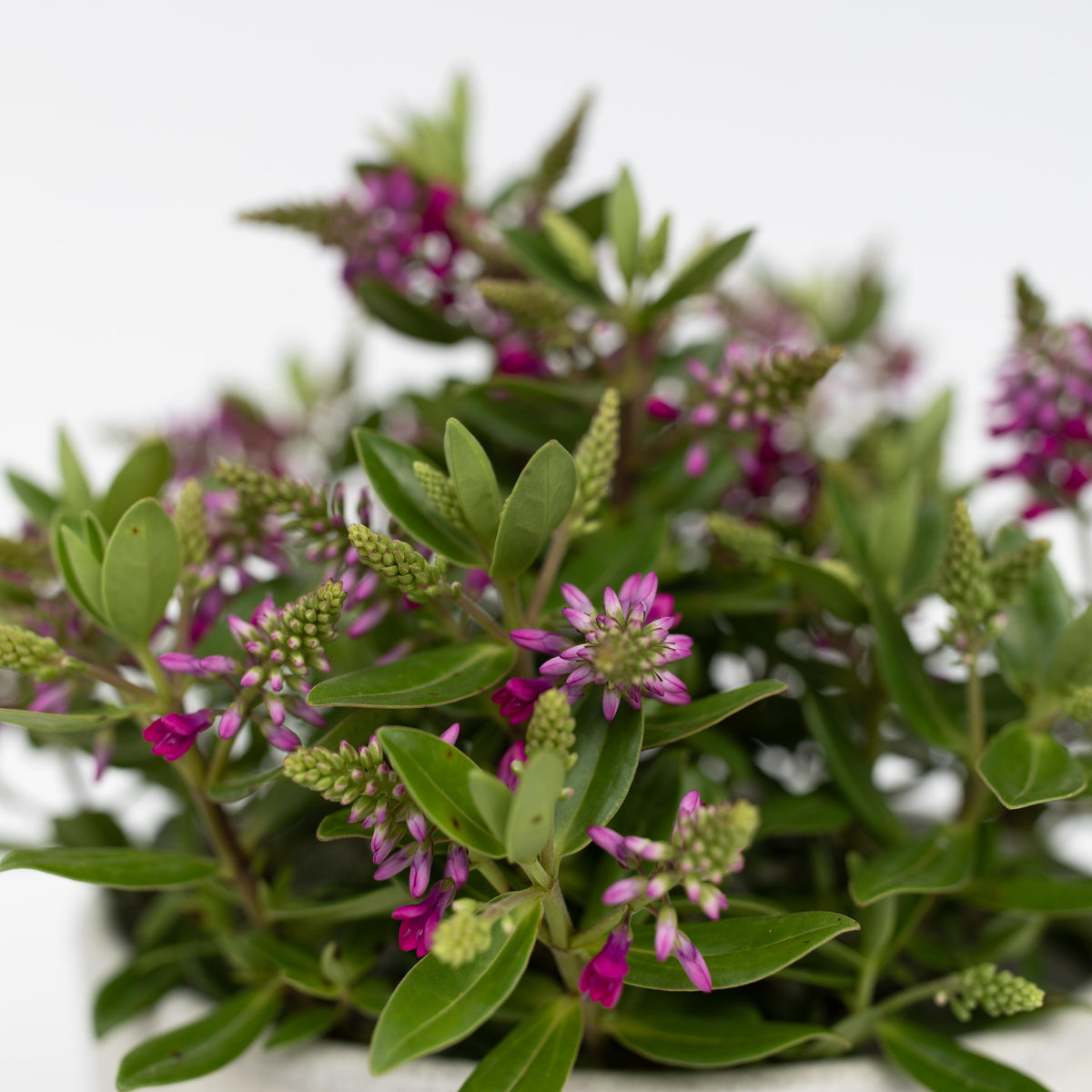 Evergreen Shrub - 3 Pcs. - Hebe All Blooms 'samona' - Height 30-35cm - ⌀13cm | Set of 3 | Pink
