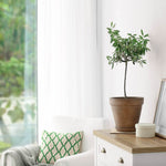 Standard Olive Tree 18cm Potted Plant | Set of 1