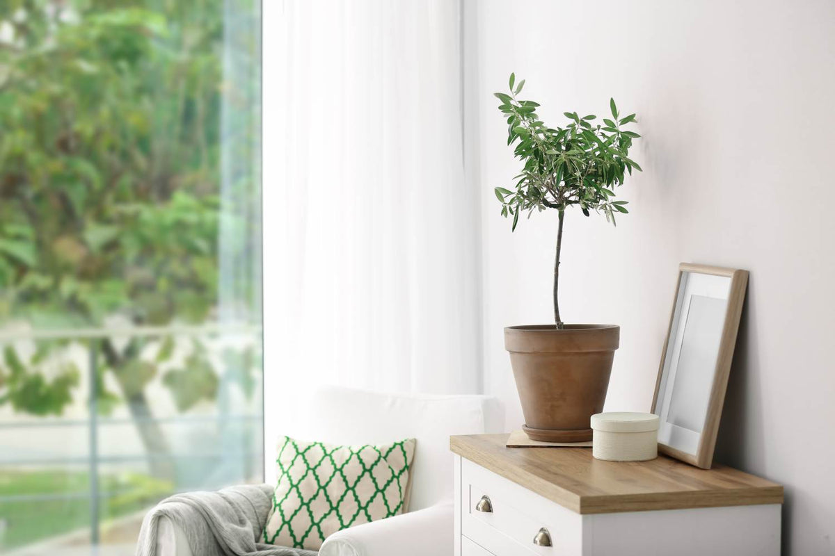 Standard Olive Tree 18cm Potted Plant | Set of 1