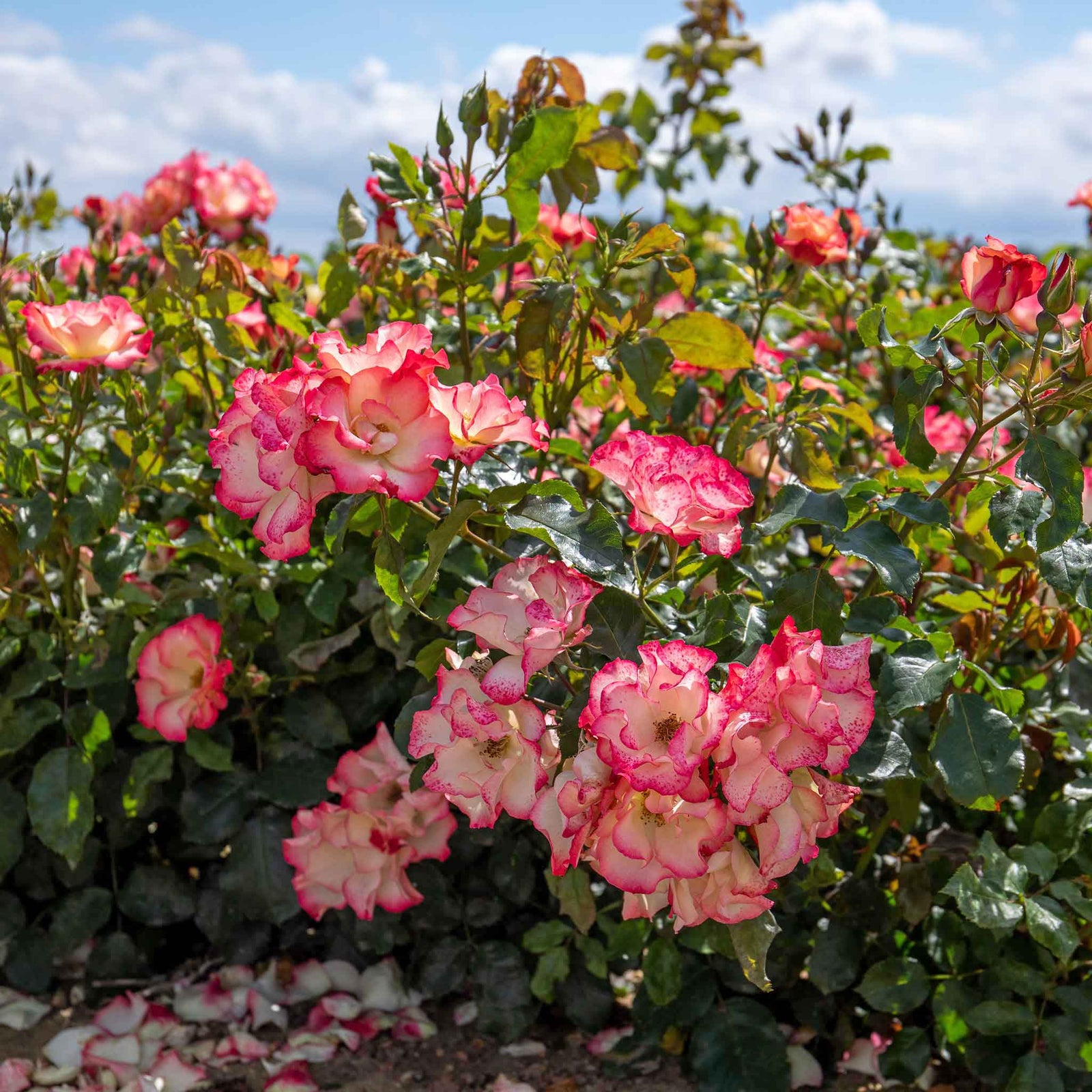 Rose 'birthday Girl' - Floribunda, Creamy Yellow With Red Edges | 1 x Bare Root