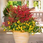 Nandina Domestica 'obsessed' Compact Evergreen For Containers And Borders | 1 x 7.5L | Red