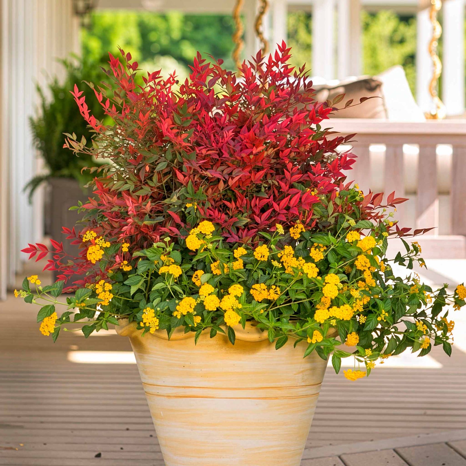 Nandina Domestica 'obsessed' Compact Evergreen For Containers And Borders | 1 x 9cm | Red