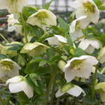Ultimate Winter-flowering Hellebore Collection | Set-of-12