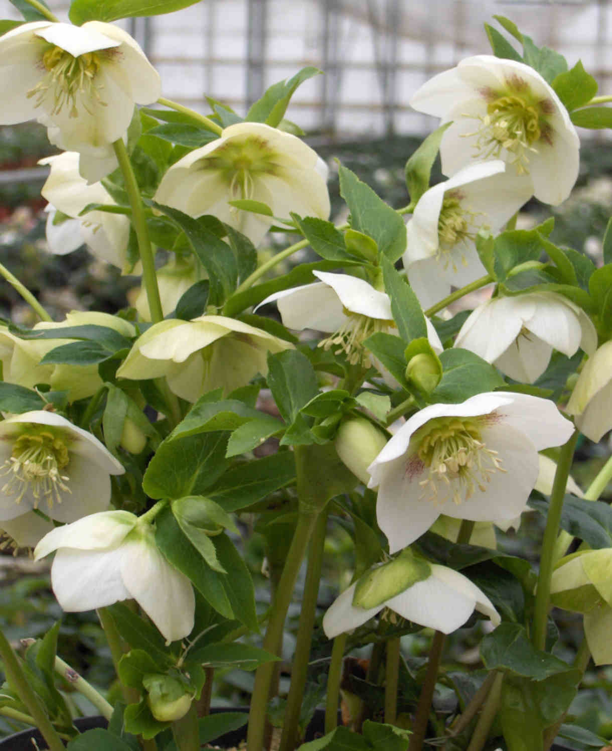 Ultimate Winter-flowering Hellebore Collection | Set-of-12