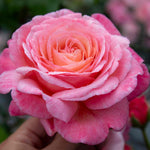 Rose 'sweet Romantica' - Hybrid Tea | 1 x Bare Root | Pink