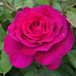 Rose 'pure Poetry' Hybrid Tea Bare Root Bare Root | 2 x Bare Roots | Magenta