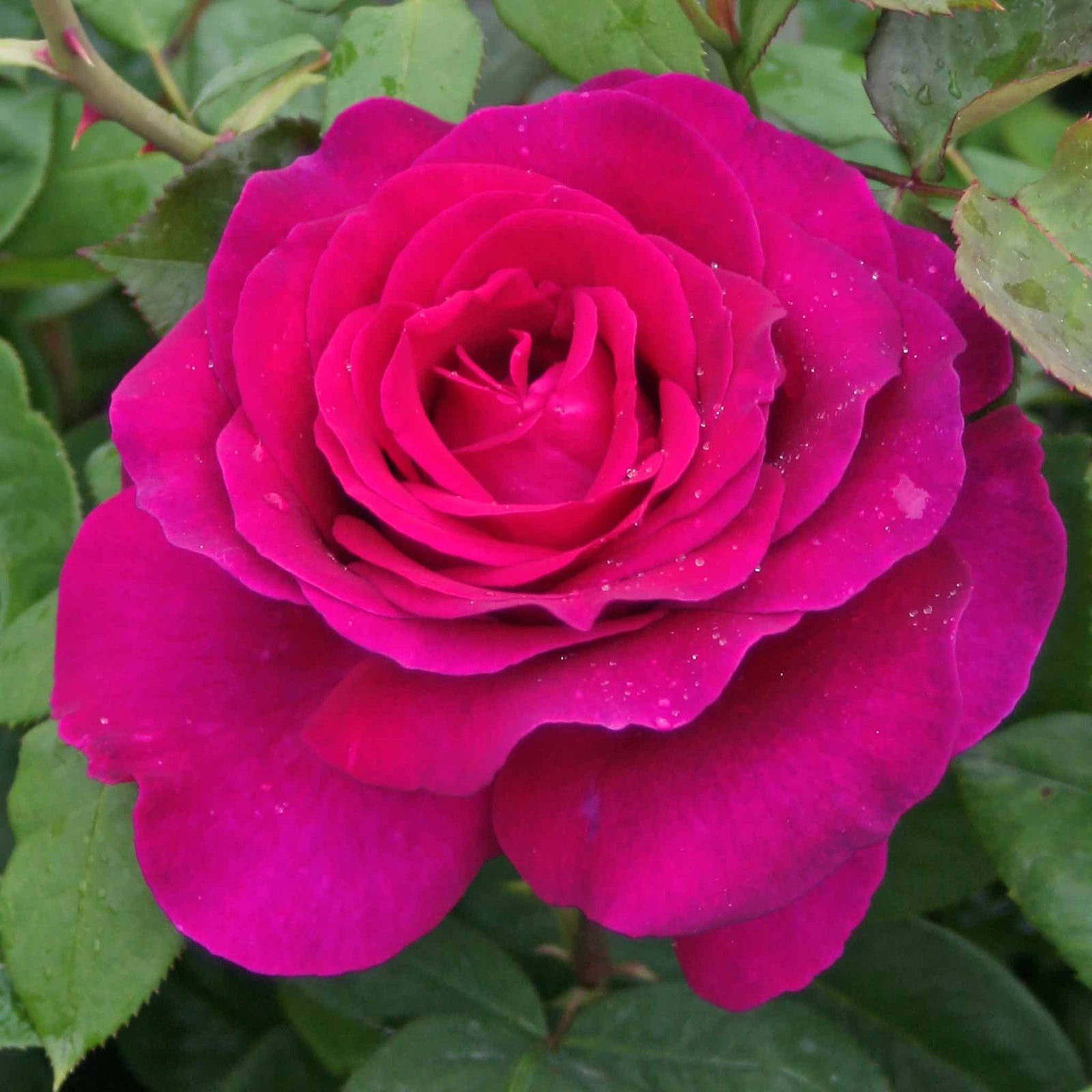 Rose 'pure Poetry' Hybrid Tea Bare Root Bare Root | 2 x Bare Roots | Magenta
