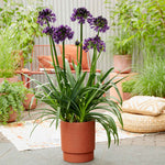 Agapanthus 'blackjack' – Rhs Chelsea Plant Of The Year 2023 | Set of 1