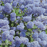 Thompson & Morgan Ceanothus Thrysifolius Repens 9cm Pot