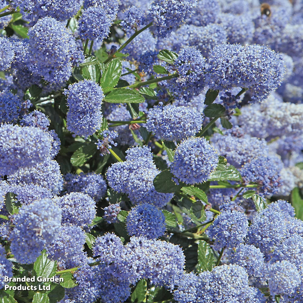 Thompson & Morgan Ceanothus Thrysifolius Repens 9cm Pot