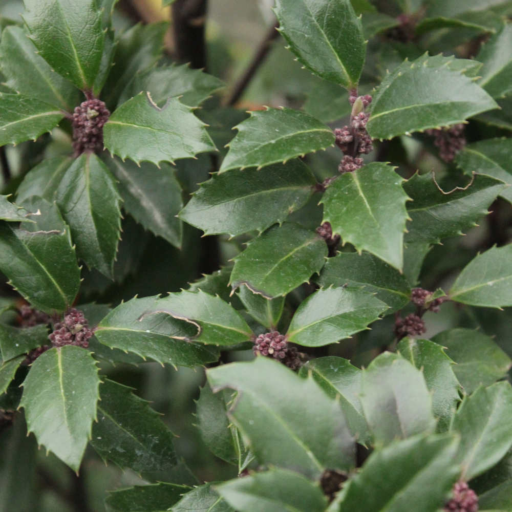 Ilex Meserveae Heckenstar - An Outstanding Evergreen Shrub With Deep, Glossy Foliage 1 X 9cm Pot