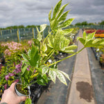 Fatsia Japonica 'spider's Web' Plant | 1 x 9cm | Green & White