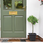 Standard Olive Tree 18cm Potted Plant | Set of 2