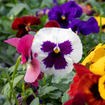 Pansy Matrix Blotched Mix Pro Grower Plugs | 12 x Pro Grower Plugs | Mixed