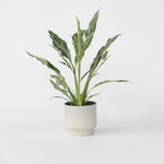 Peace Lilly - Spathiphyllum 'diamond' - Height 40-50cm - ⌀12cm | Set of 1 | Green
