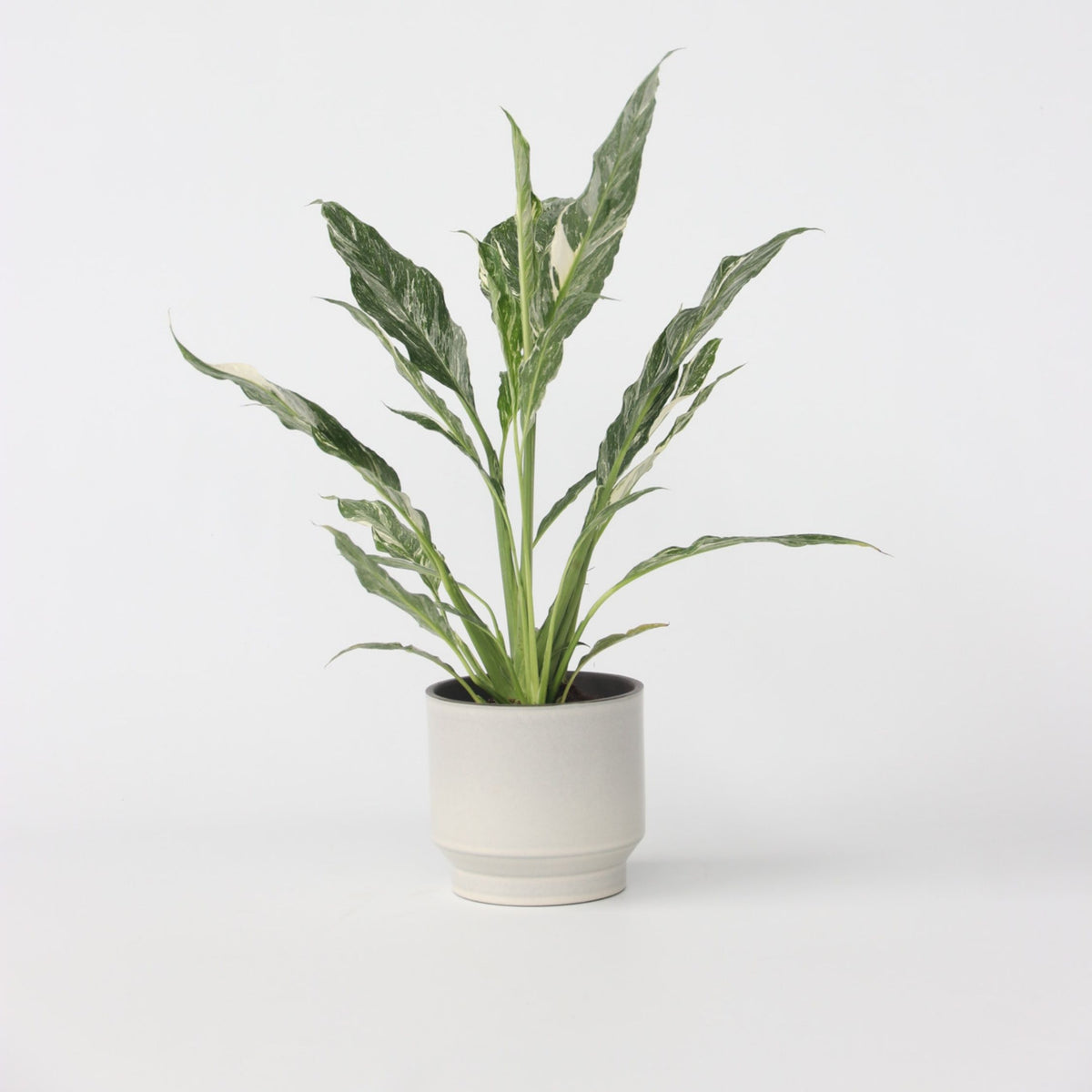 Peace Lilly - Spathiphyllum 'diamond' - Height 40-50cm - ⌀12cm | Set of 1 | Green