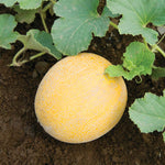 Arava F1 Melon (galia Type) Seeds | 21 Seeds