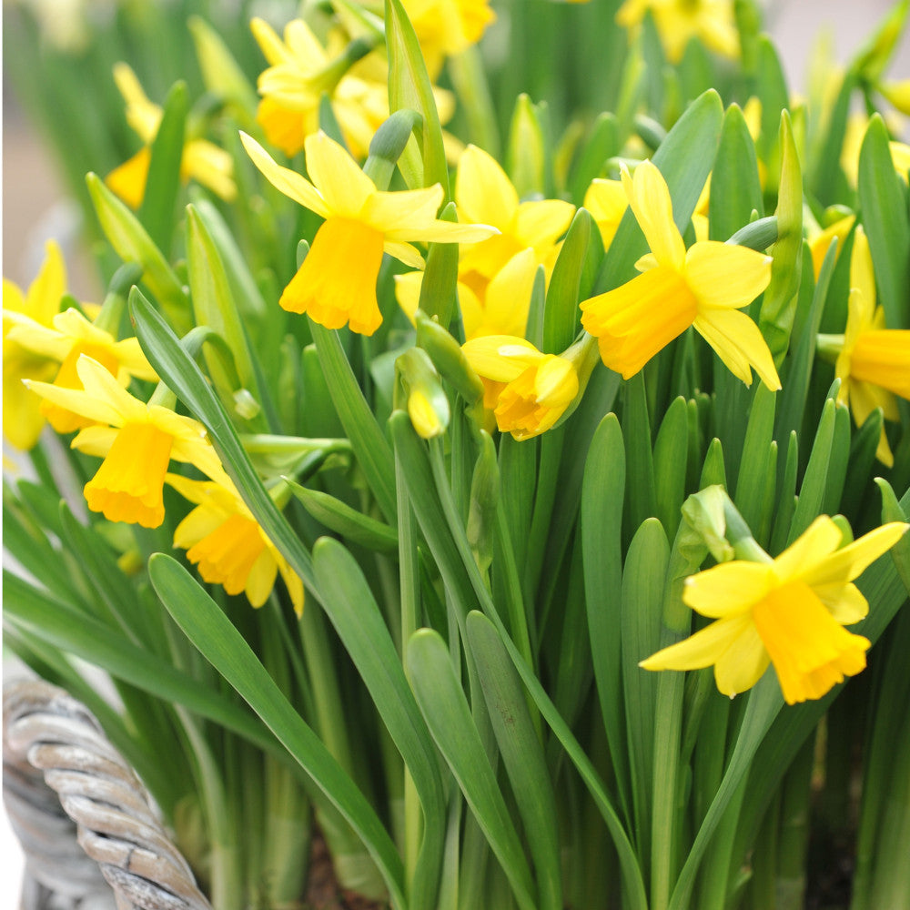 Narcissus Tete A Tete - Dwarf Daffodil Bulbs | 15 x Bulbs | Yellow