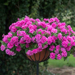 Petunia Tumbelina Collection, 6 Or 12 Plug Plants, Double-flowered Pink Plug Plants | 6 x Plug Plants | Pink