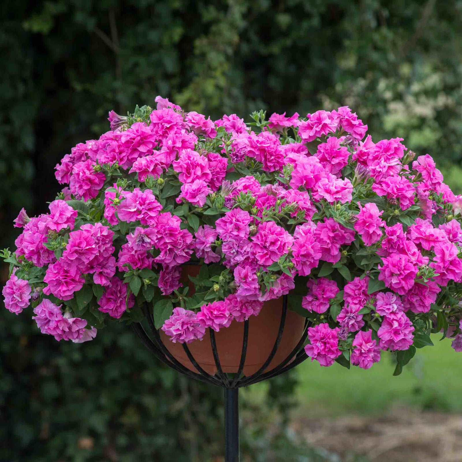 Petunia Tumbelina Collection, 6 Or 12 Plug Plants, Double-flowered Pink Plug Plants | 6 x Plug Plants | Pink