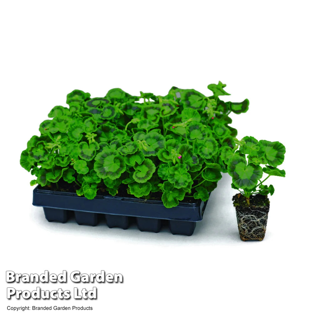 Geranium Jackpot Mixed Garden Ready Plants | 24 x Garden Ready Plants
