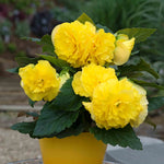 Begonia 'majestic Yellow' - Large Yellow Bedding Plant | 12 x Plug Plants | Yellow
