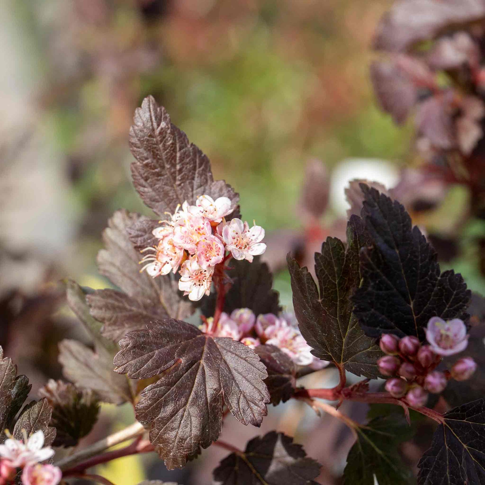 Physocarpus 'little Joker' Compact Red-foliage Shrub 50cm | 1 x 3L | Red