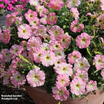 Petunia Vintage Pastel Pink Alenka F1 Garden Ready Plants For Baskets & Containers | 12 x Garden Ready Plants