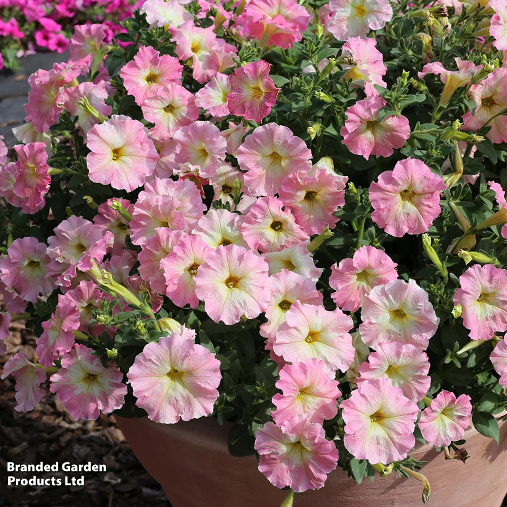 Petunia Vintage Pastel Pink Alenka F1 Garden Ready Plants For Baskets & Containers | 12 x Garden Ready Plants