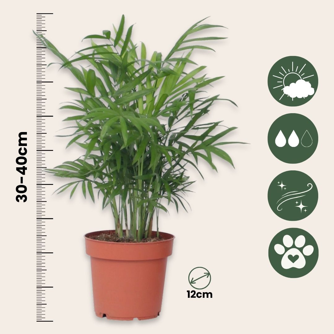 Parlour Palm - 3 Pcs. - Chamaedorea Elegans - Height 30-40cm - ⌀12cm | Set of 3 | Green
