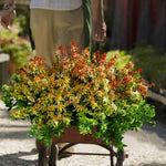Abelia 'kaleidoscope' Compact Variegated Shrub | 1 x 3L | Red
