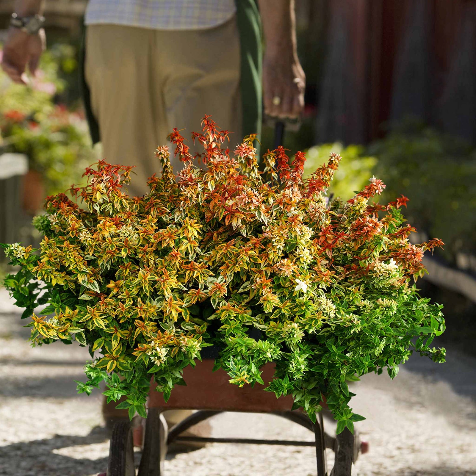 Abelia 'kaleidoscope' Compact Variegated Shrub | 1 x 9cm | Red