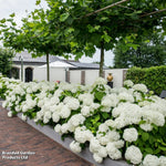 Hydrangea Strong Annabelle 3 Litre Pot | Set-of-1
