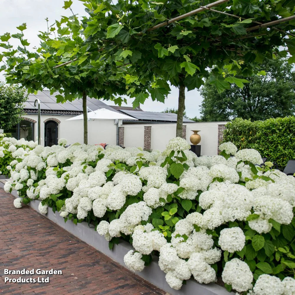 Hydrangea Strong Annabelle 3 Litre Pot | Set-of-1