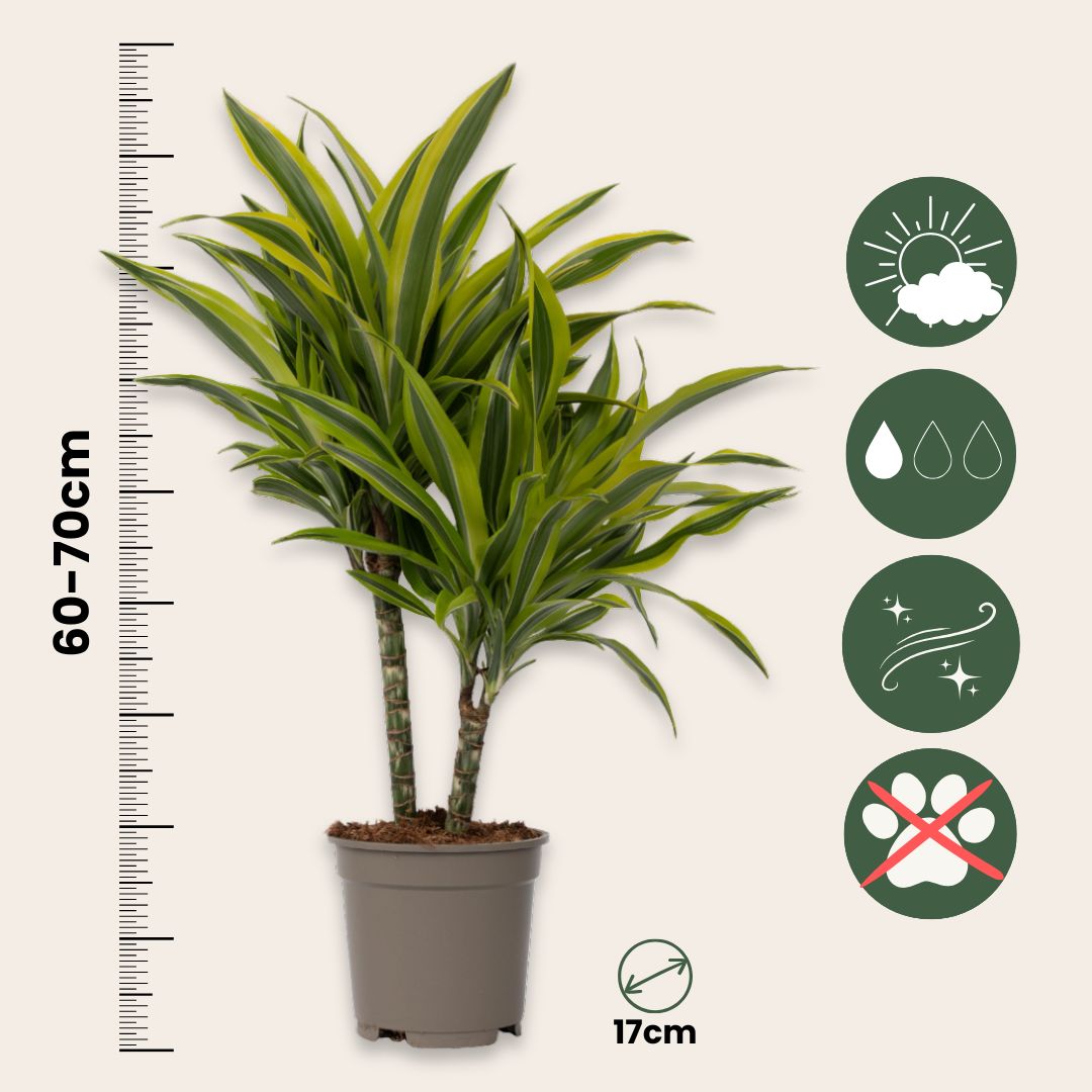 Dragon Tree - 2 Pcs. - Dracaena Deremensis 'lemon Lime' - Height 60-70cm - ⌀17cm | Set of 2 | Green