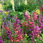 Penstemon 'arabesque Mixed', Perennial, Pollinator-friendly | 6 x Plug Plants | Multi