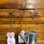 Prunus Nipponica Ruby Dwarf Patio Flowering Japanese Cherry Tree 3-4ft Supplied In A 5 Litre Pot