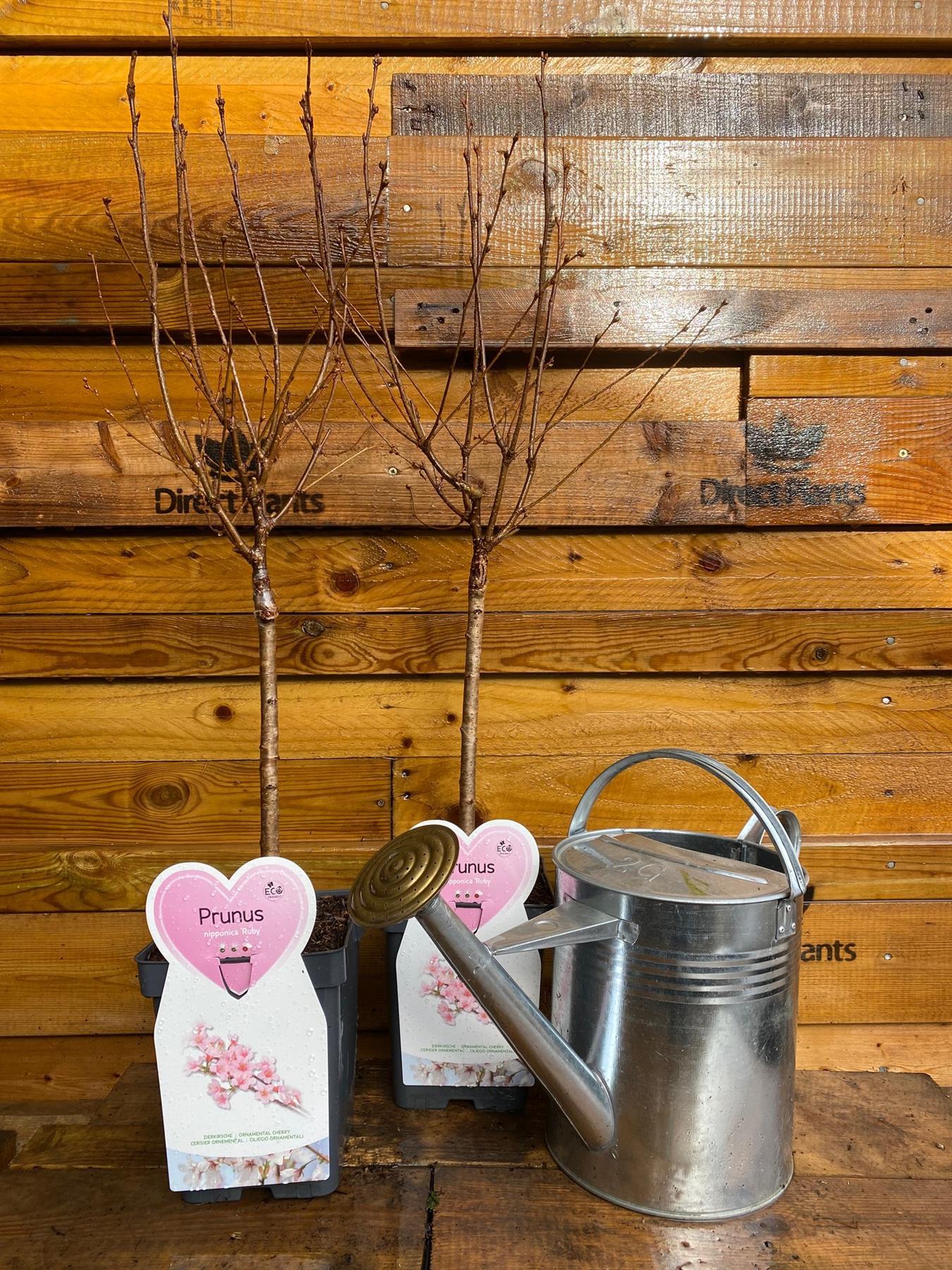 Prunus Nipponica Ruby Dwarf Patio Flowering Japanese Cherry Tree 3-4ft Supplied In A 5 Litre Pot