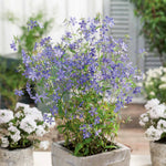 Phlox Divaricata Subsp. Laphamii 'chattahoochee' Lavender-blue Woodland Phlox | 3 x Jumbo Plugs | Lavender