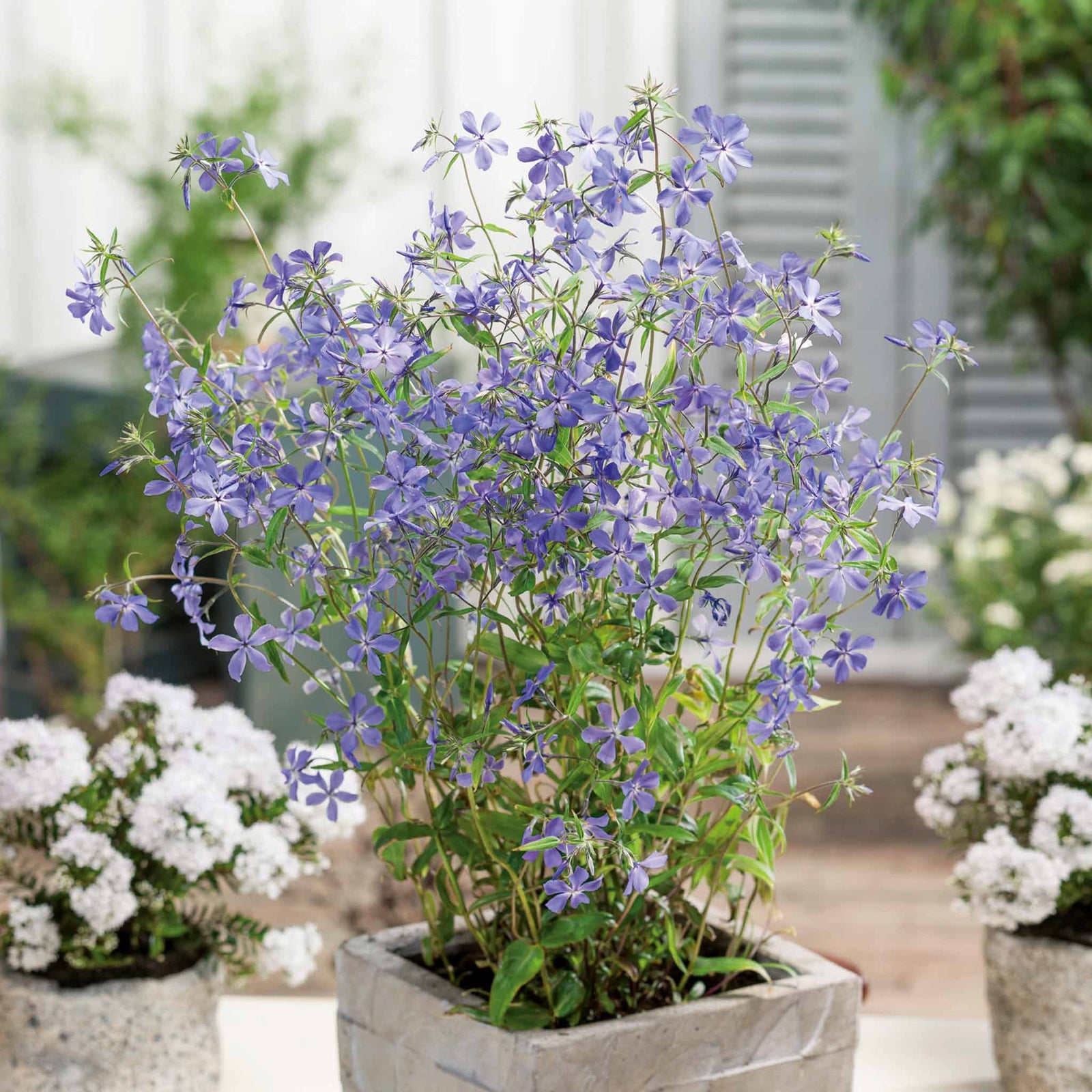 Phlox Divaricata Subsp. Laphamii 'chattahoochee' Lavender-blue Woodland Phlox | 3 x Jumbo Plugs | Lavender
