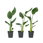 Bird Of Paradise - 3 Pcs. - Strelitzia Reginea - Height 25-40cm - ⌀9cm | Set of 3 | Orange