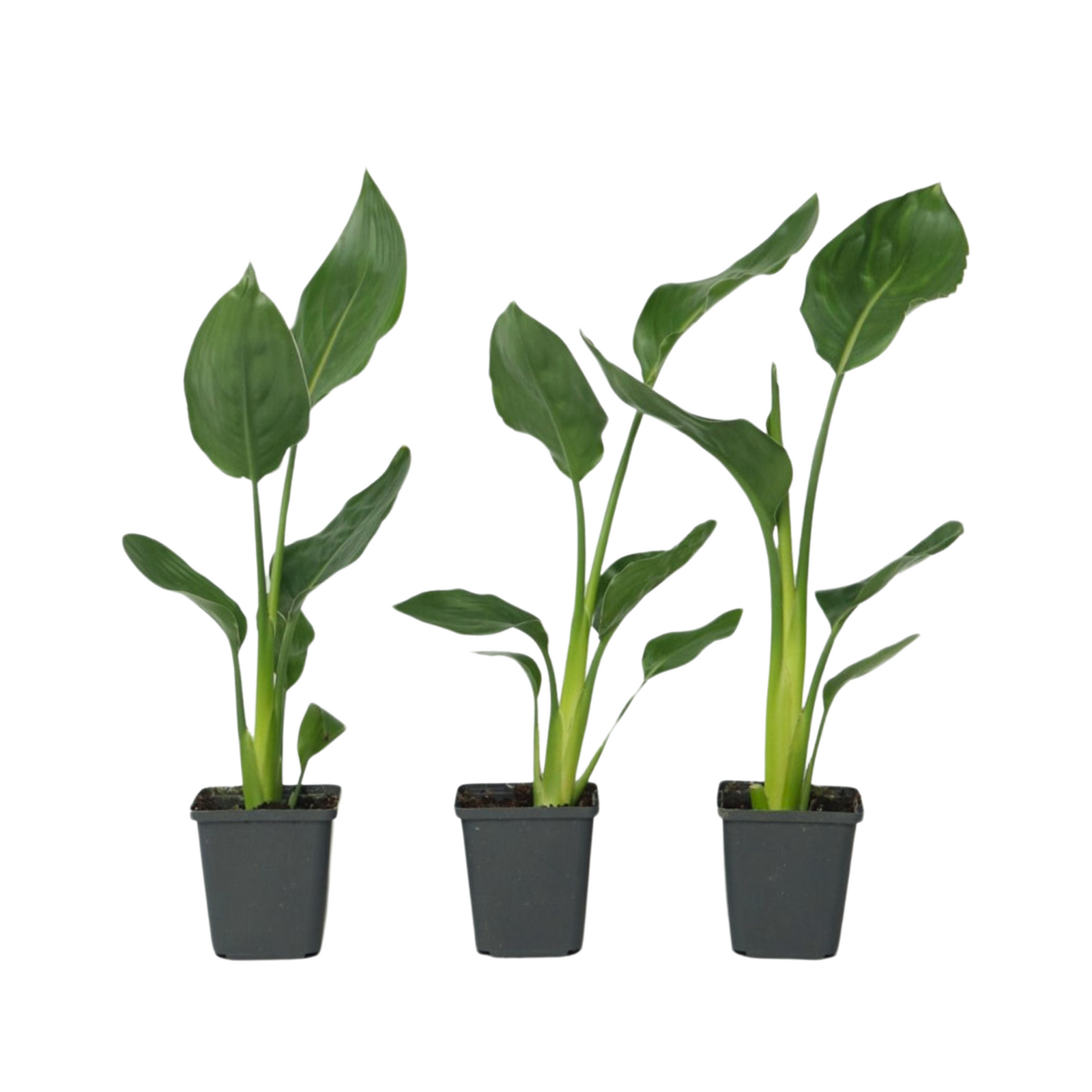Bird Of Paradise - 3 Pcs. - Strelitzia Reginea - Height 25-40cm - ⌀9cm | Set of 3 | Orange