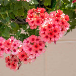 Verbena 'showboat Mango' Orange Bedding Plant | 12 x Plug Plants | Multi Colour