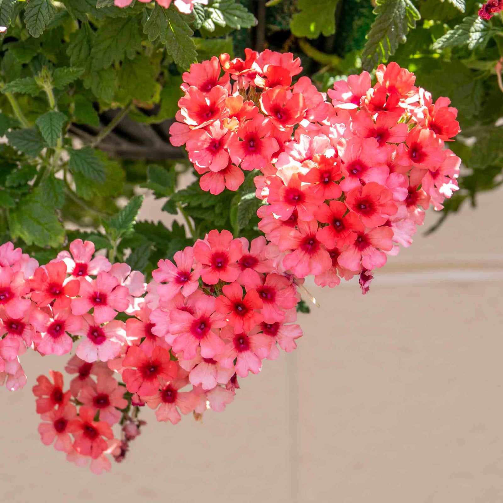 Verbena 'showboat Mango' Orange Bedding Plant | 12 x Plug Plants | Multi Colour