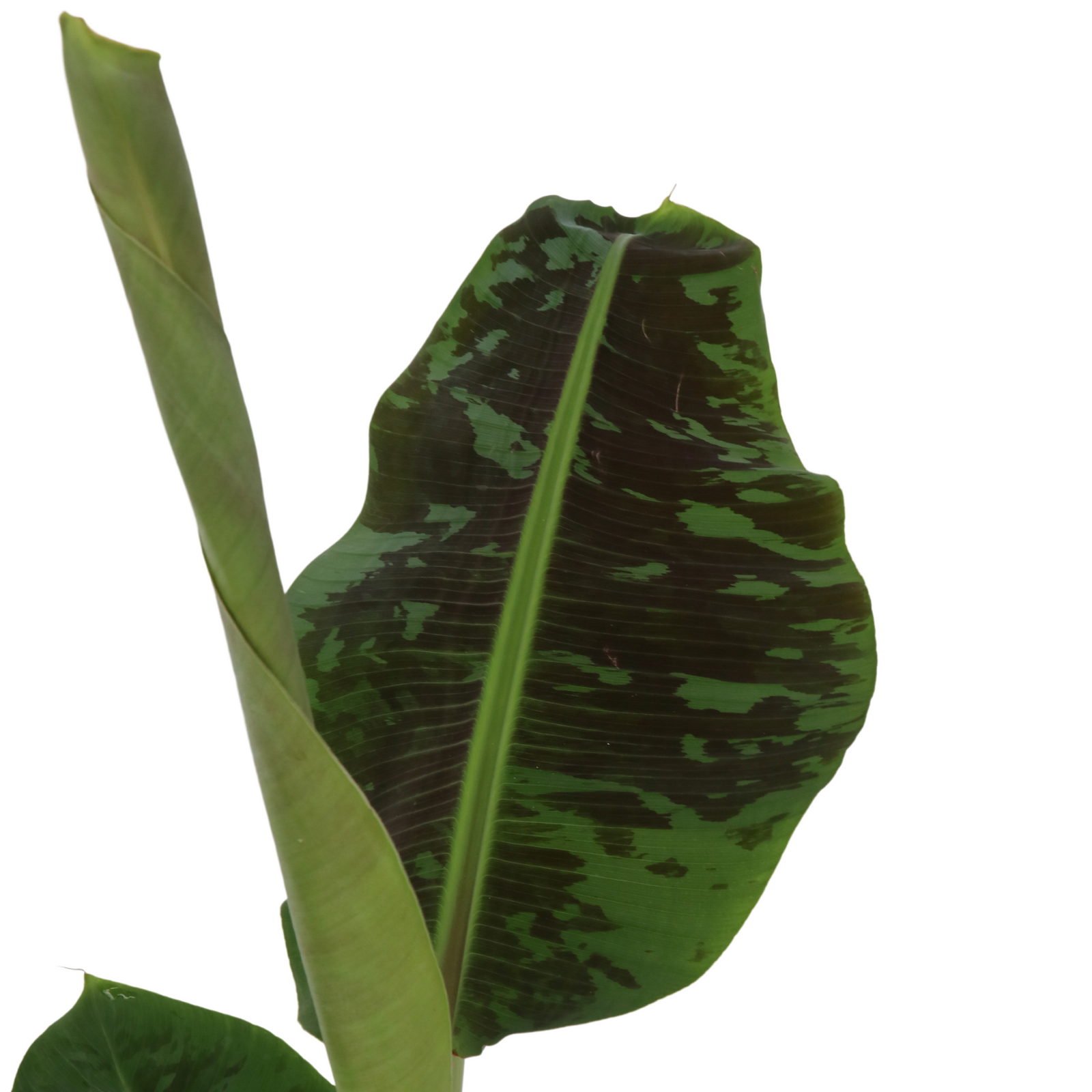 Canary Banana - Musa 'dwarf Cavendish' - Height 90-100cm - ⌀21cm | Set of 1 | Green