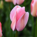 Tulip Bella Blush Bulbs | 8 x Bulbs