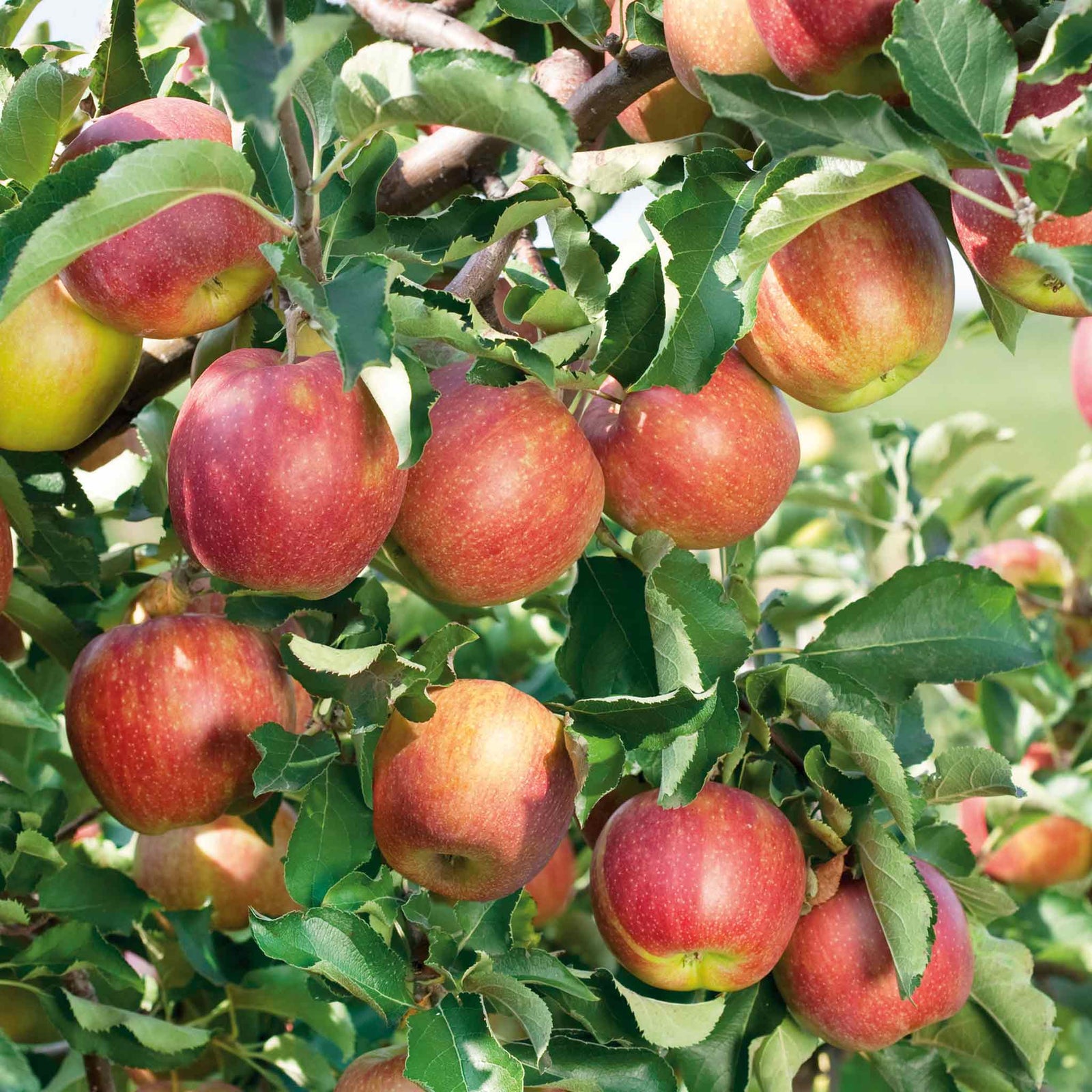 Jonagold Apple Tree M9 Dwarf Rootstock For Patio And Containers | 1 x 5L