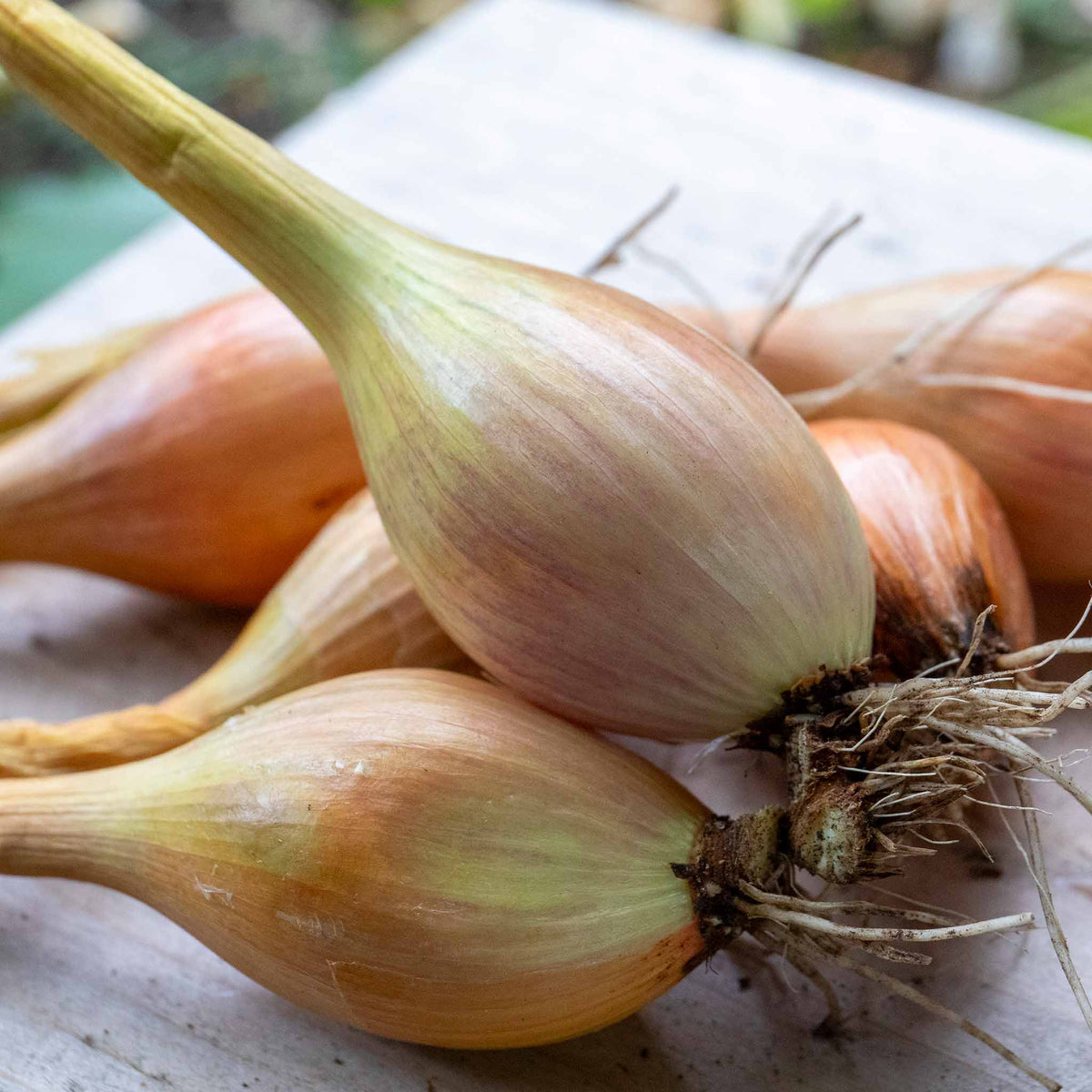 Autumn Planting Onions, Shallot & Garlic Trio Pack | Set of 1
