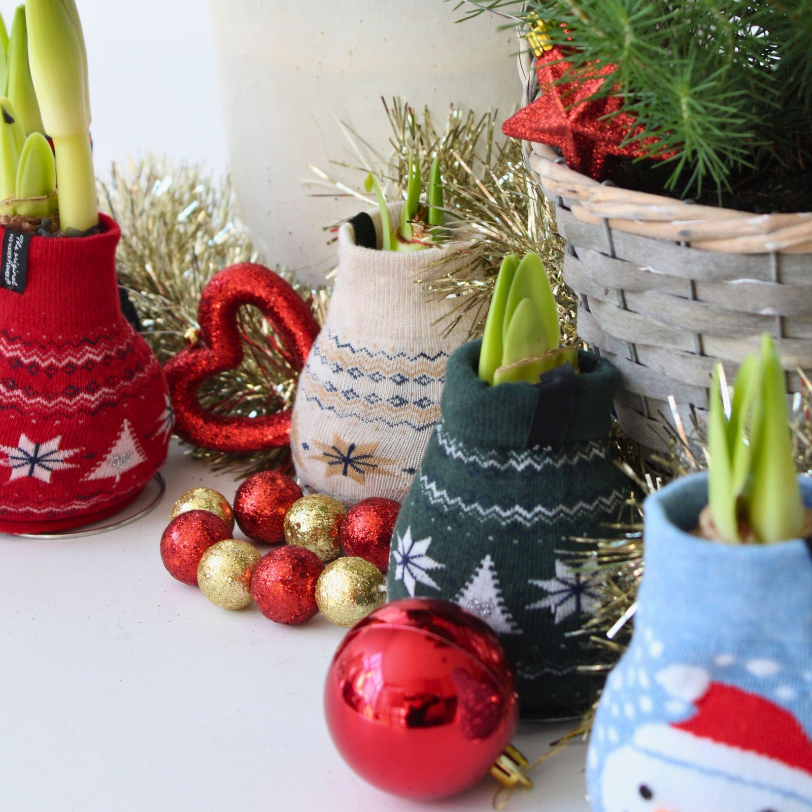 Amaryllis - 3 Pcs. - Hippeastrum 'christmas Sweater' - Flower Bulb - Red